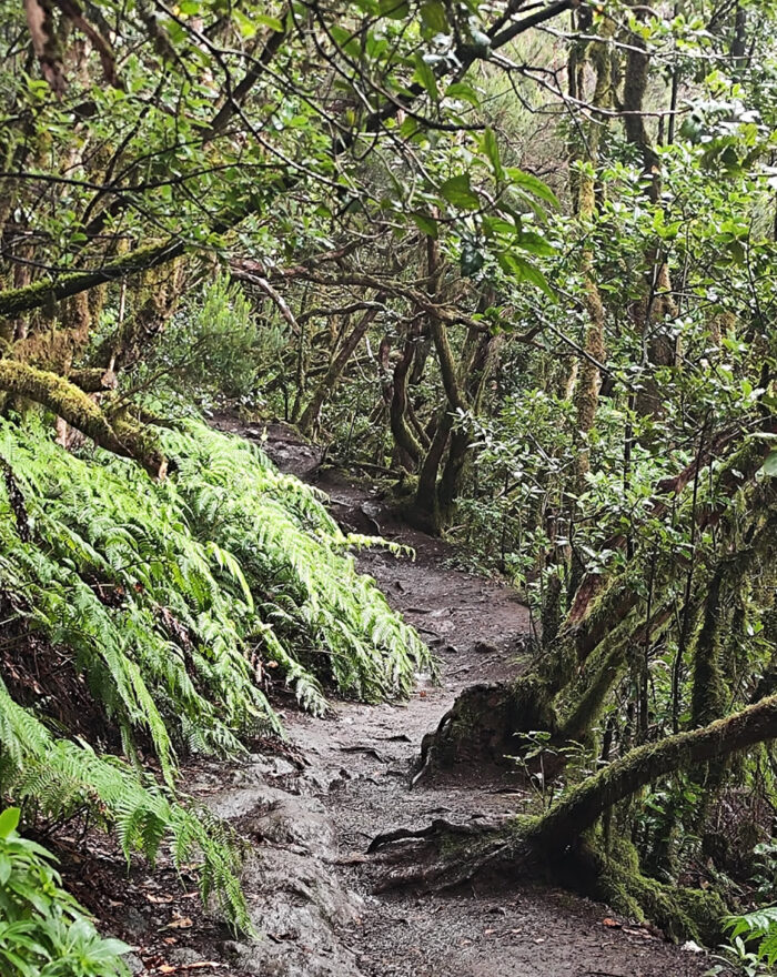 Ruta Ensillada - Cabezo del Tejo - Tenerife