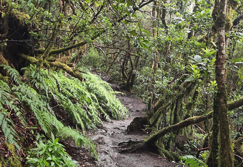 Ruta Ensillada - Cabezo del Tejo - Tenerife