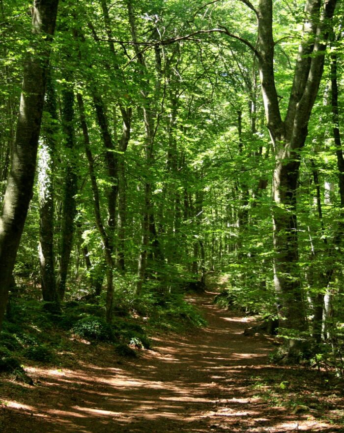 La Fageda d’en Jordà y los volcanes Santa Margarida y Croscat (Girona)