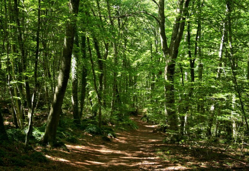 La Fageda d’en Jordà y los volcanes Santa Margarida y Croscat (Girona)