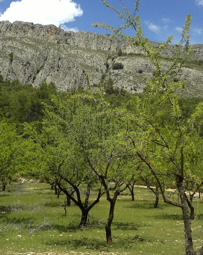 La Serreta de Alcoy: ruta al poblado ibero