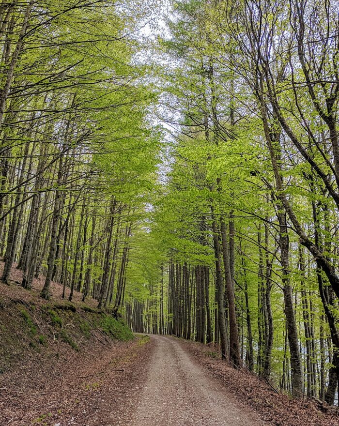Selva de Irati: de Casas de Irati al embalse de Irabia (Navarra)