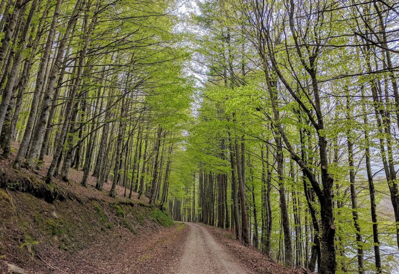 Selva de Irati: de Casas de Irati al embalse de Irabia (Navarra)